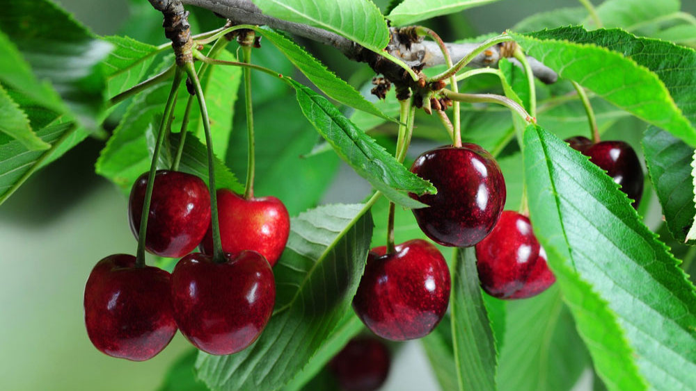 Organic peach jam