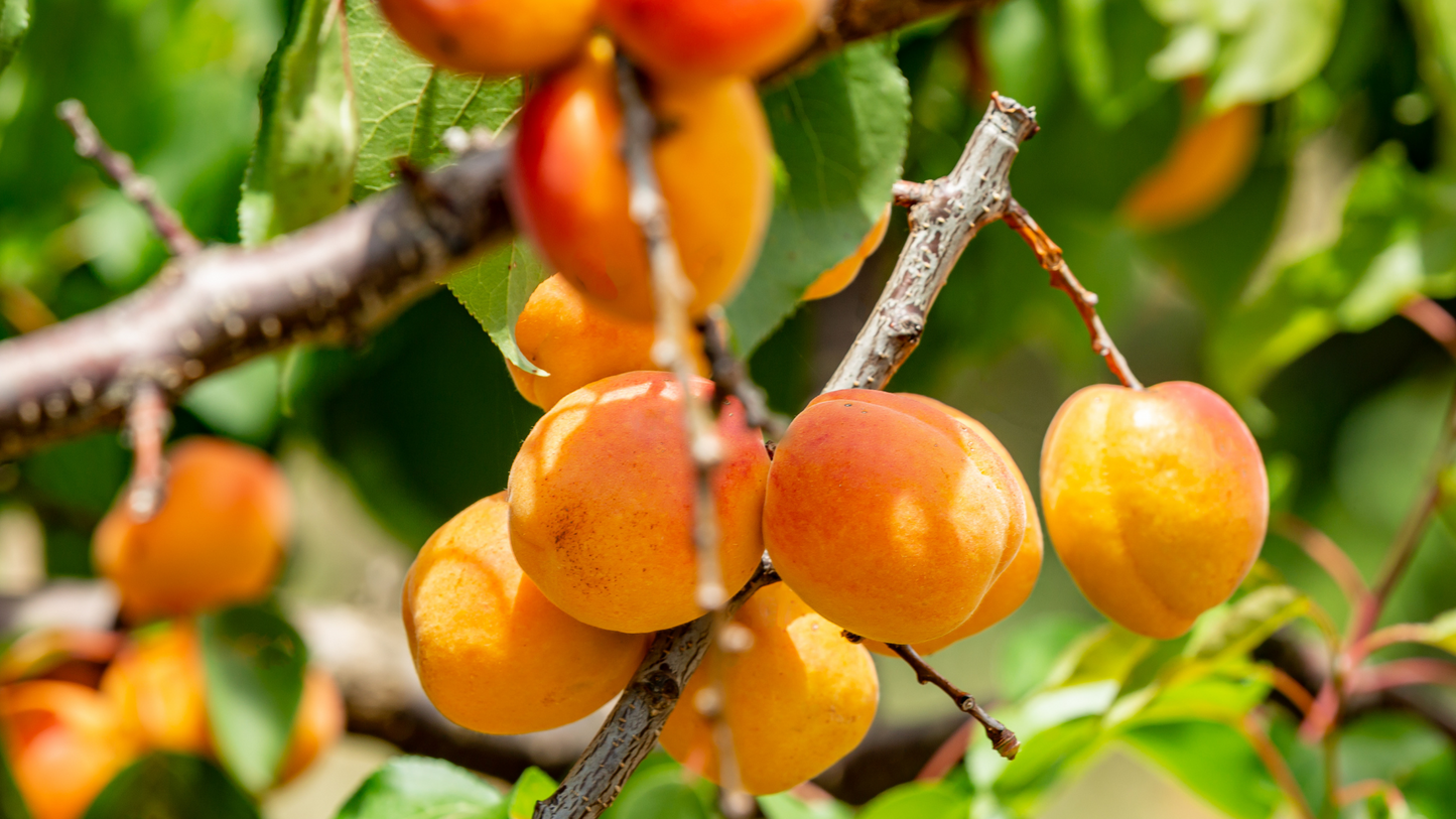 Organic Apricot Juice