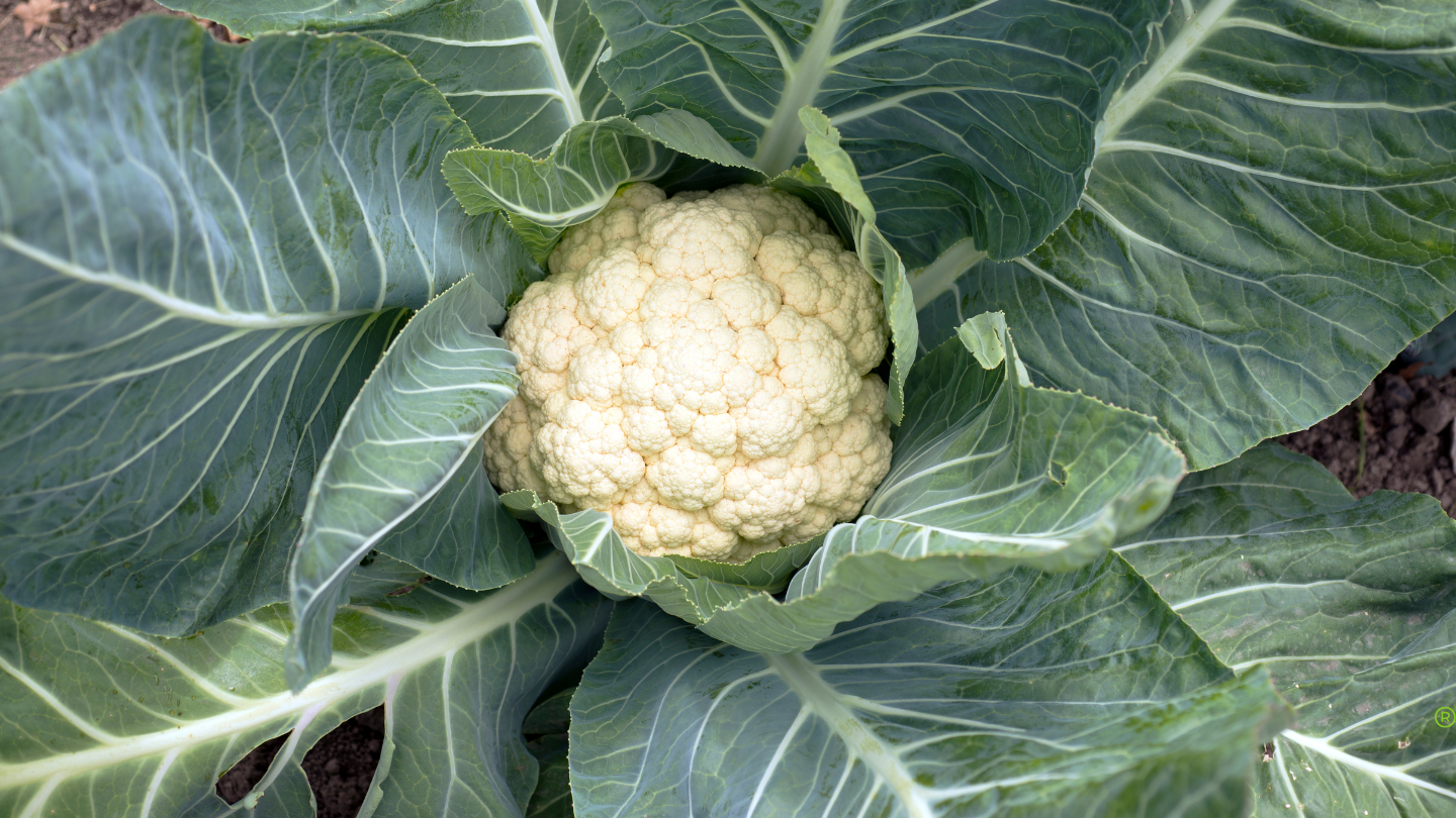 Organic Cauliflower Purèe