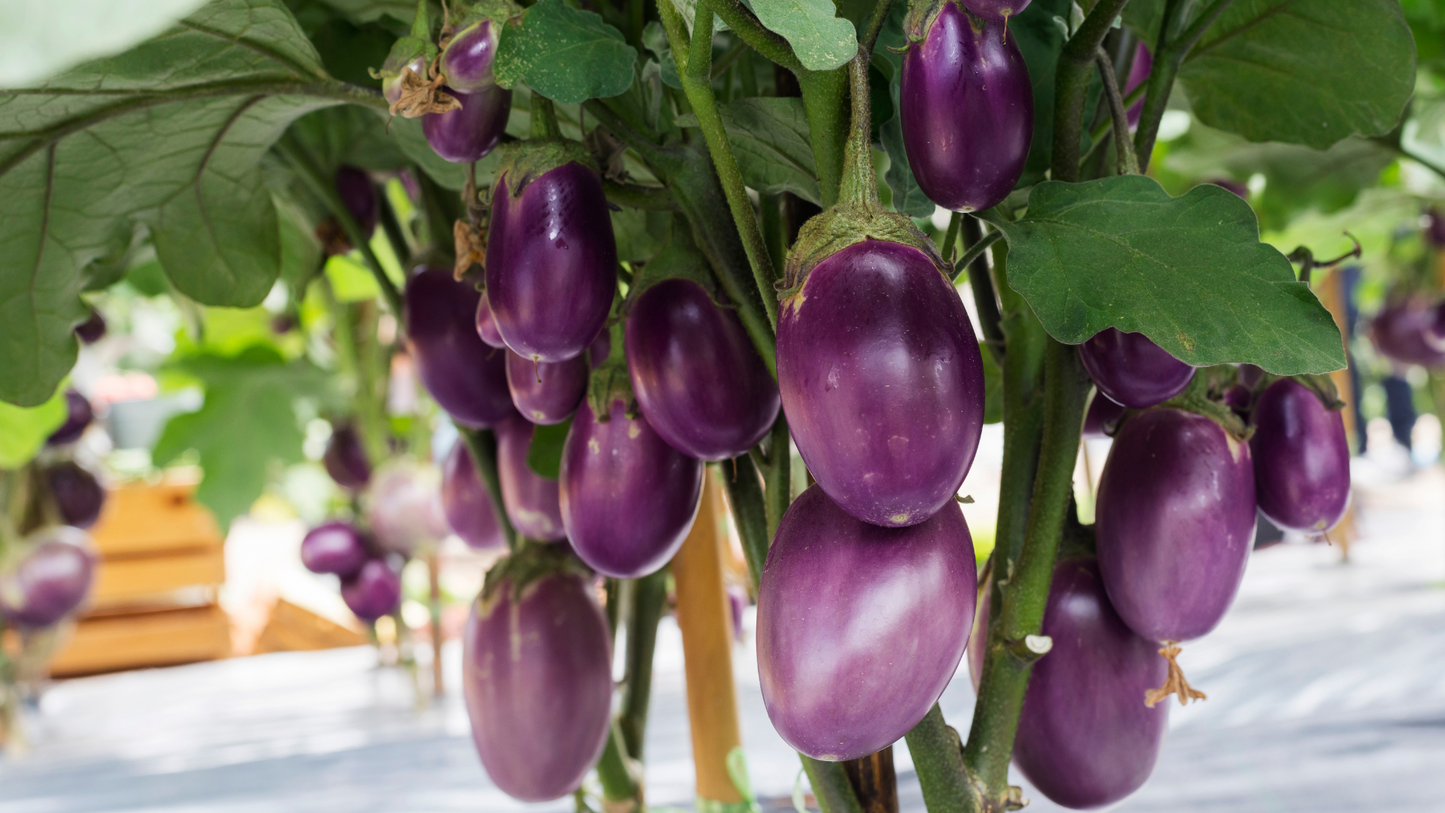 Organic aubergines in oil
