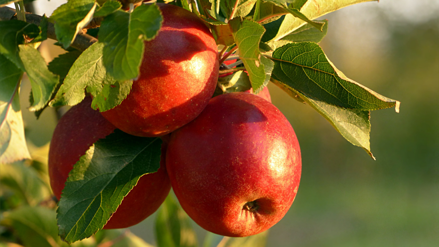 Homogenized Apple Bio