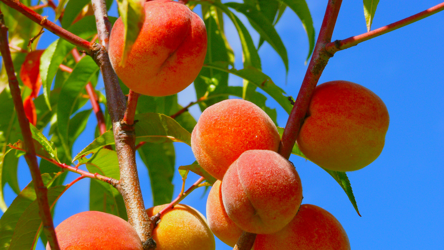 Organic peach jam