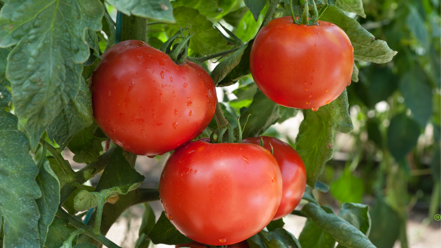 Organic tomato puree