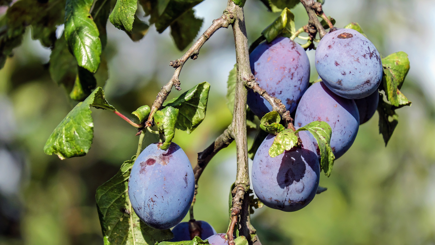 Homogenized Organic Plum