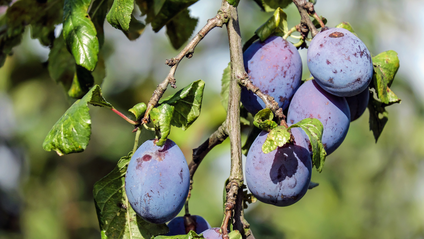 Omogeneizzato di Prugna Bio