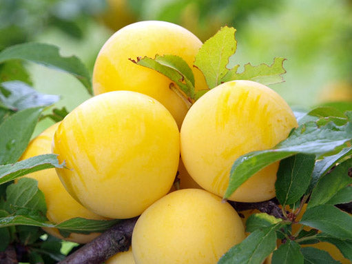 Bio-Pfirsichsaft