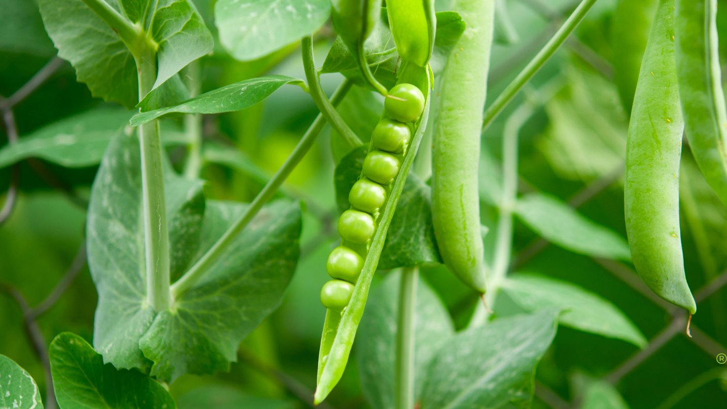 Bio-Erbsensuppe 