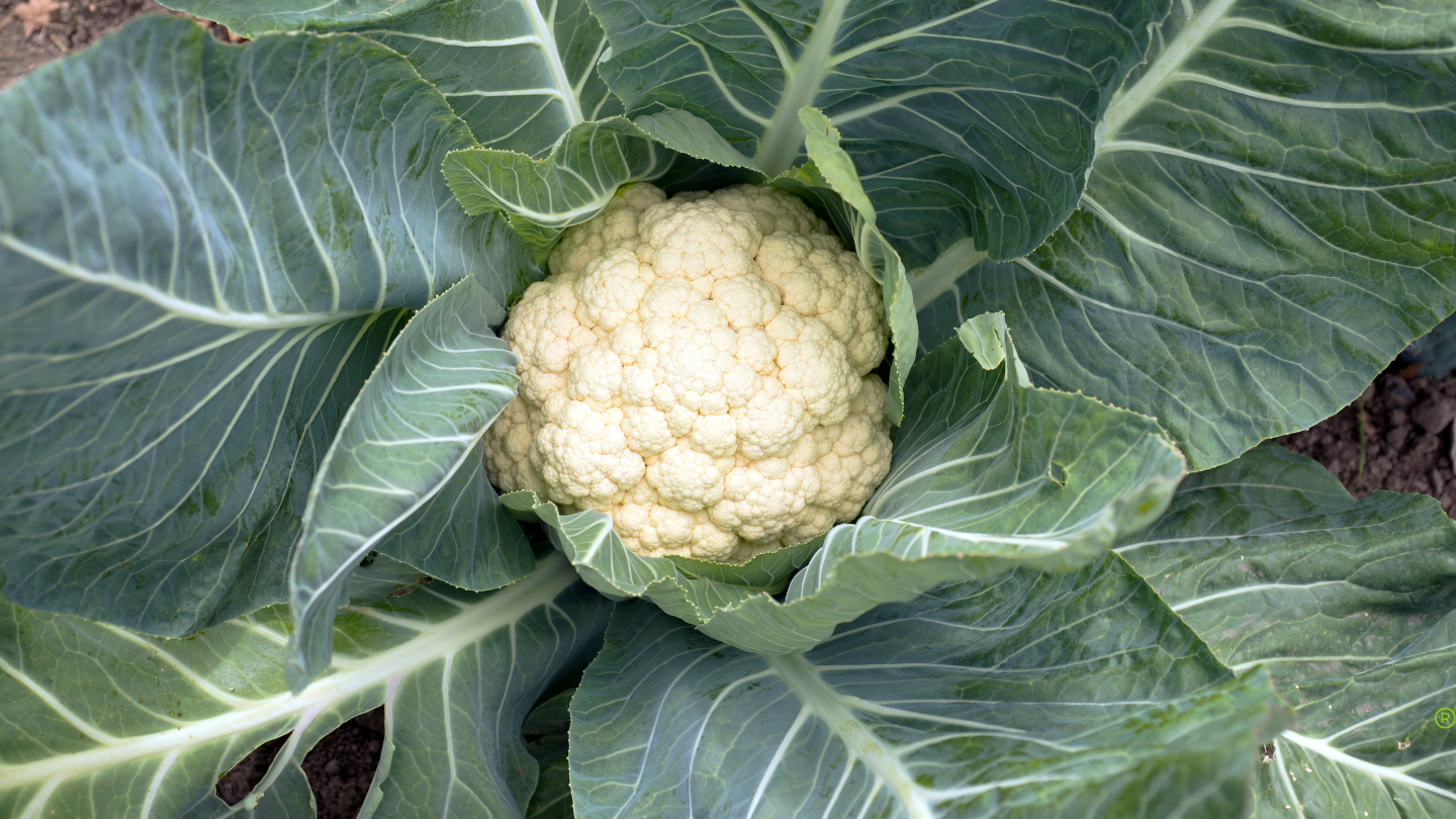 Organic Cauliflower Purèe 