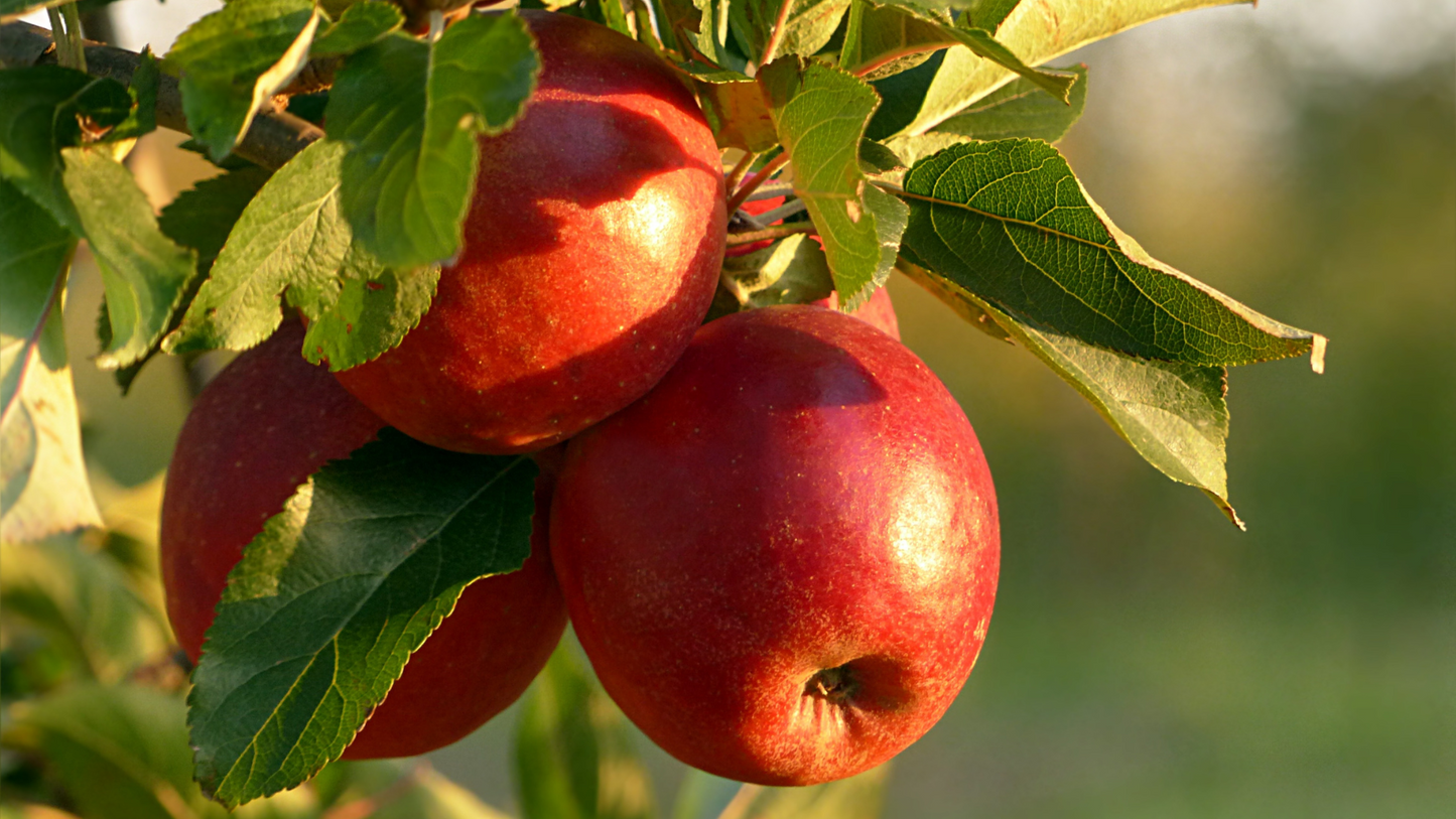Homogenisierter Bio-Apfel