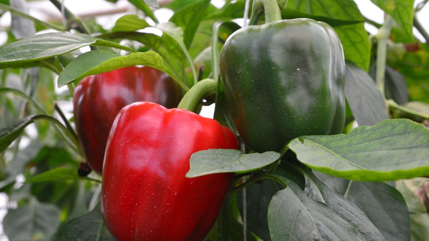 Bio-Tomatenpüree mit Paprika 