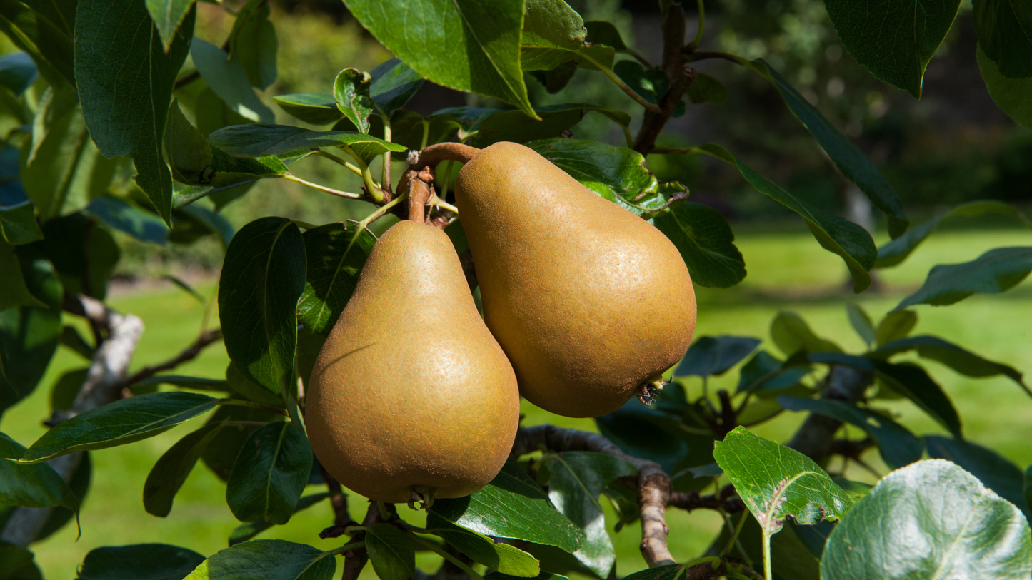 Organic pear juice