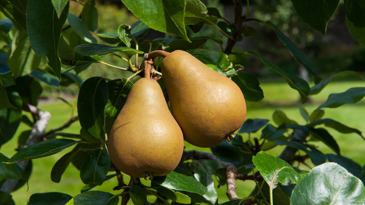 Homogenized organic pear