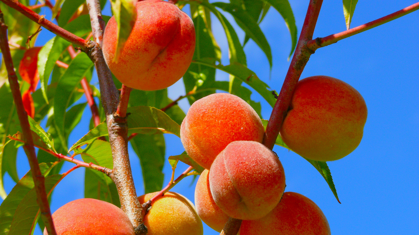 Organic peach jam 