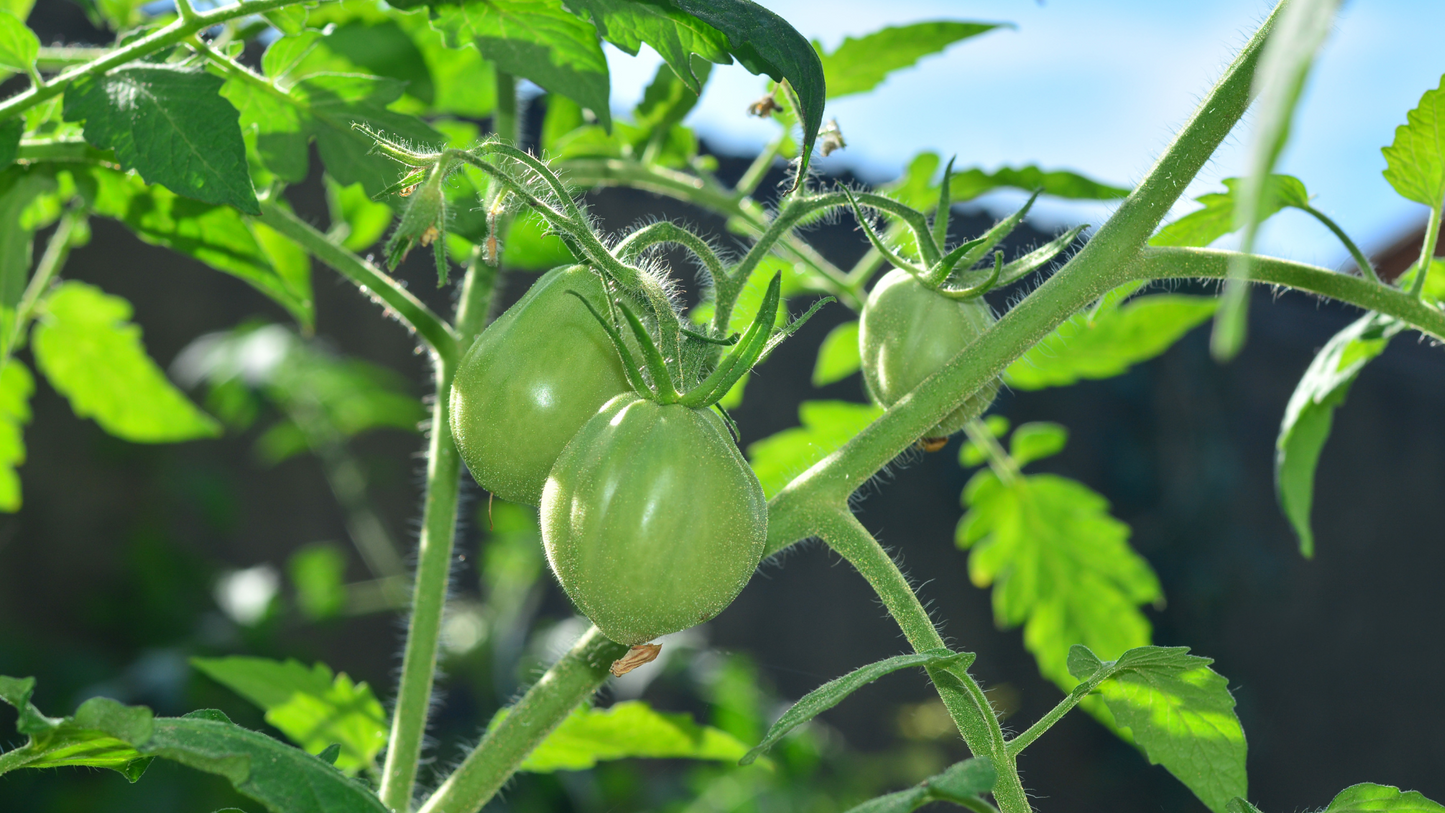 Kompott aus grünen Bio-Tomaten