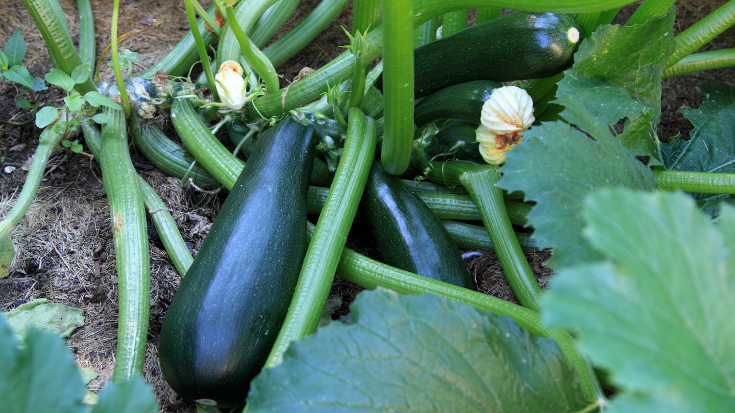 Zucchine sott'olio Bio